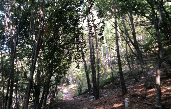 Si cammina nel bosco direzione Madonnina di Besta